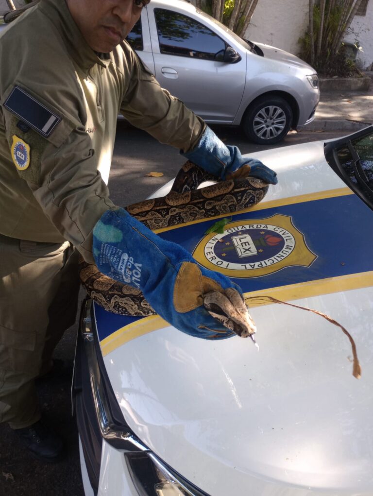 guarda-ambiental-resgata-cobra-de-2,5-metros-na-regiao-oceanica-de-niteroi